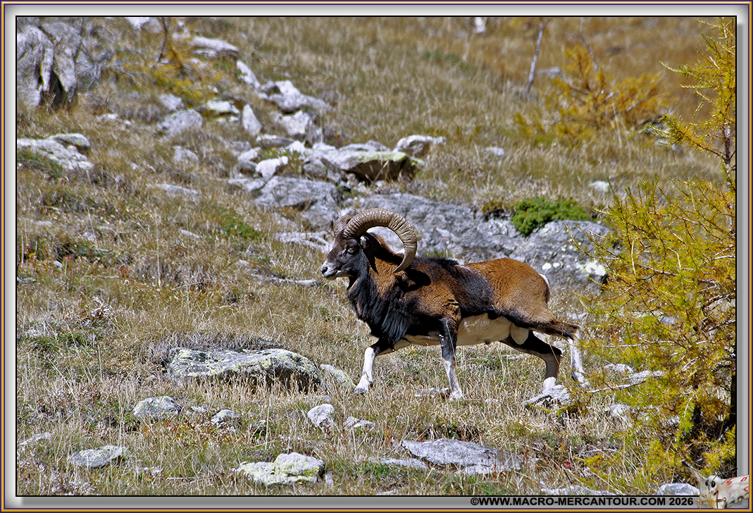 MOUFLONS
